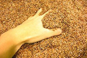 Imagen ilustrativa del artículo Bolsa de semillas: calmante natural para los dolores