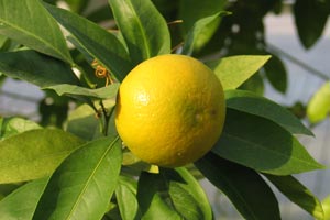 Imagen ilustrativa del artículo Propiedades cosméticas del limón