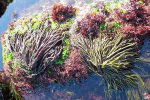 Mascarillas caseras con algas marinas