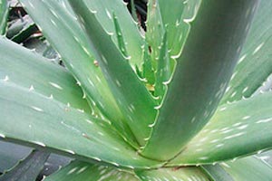Tratamientos naturales con Aloe vera