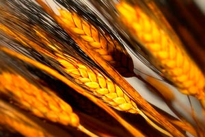 Propiedades del germen de trigo