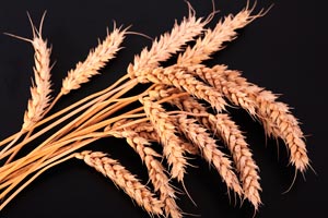 Propiedades del aceite de germen de trigo